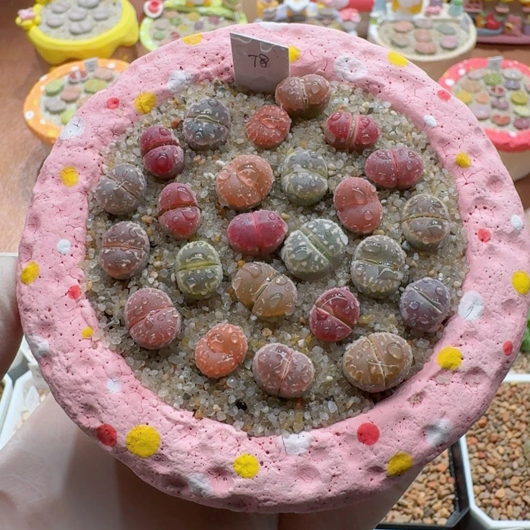 1012-04连盆带花彩色橄榄