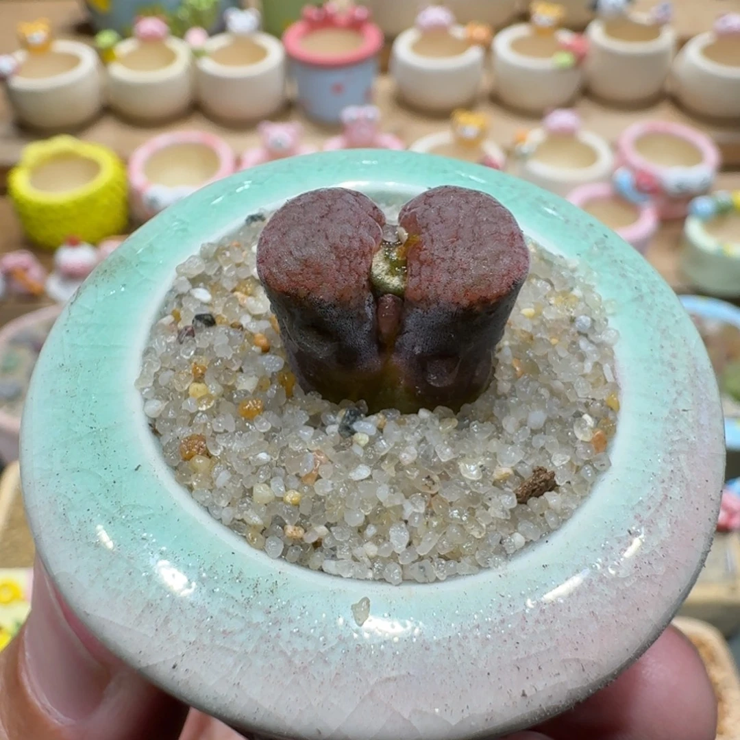 蘑菇1220蛋糕风铃多肉植物