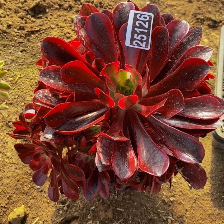 美杜莎手捧花25126号