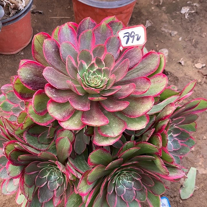 拥****?粉花妖多肉植物892