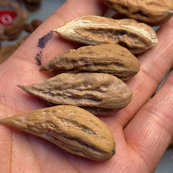 橄榄核把件拿姐工艺40
