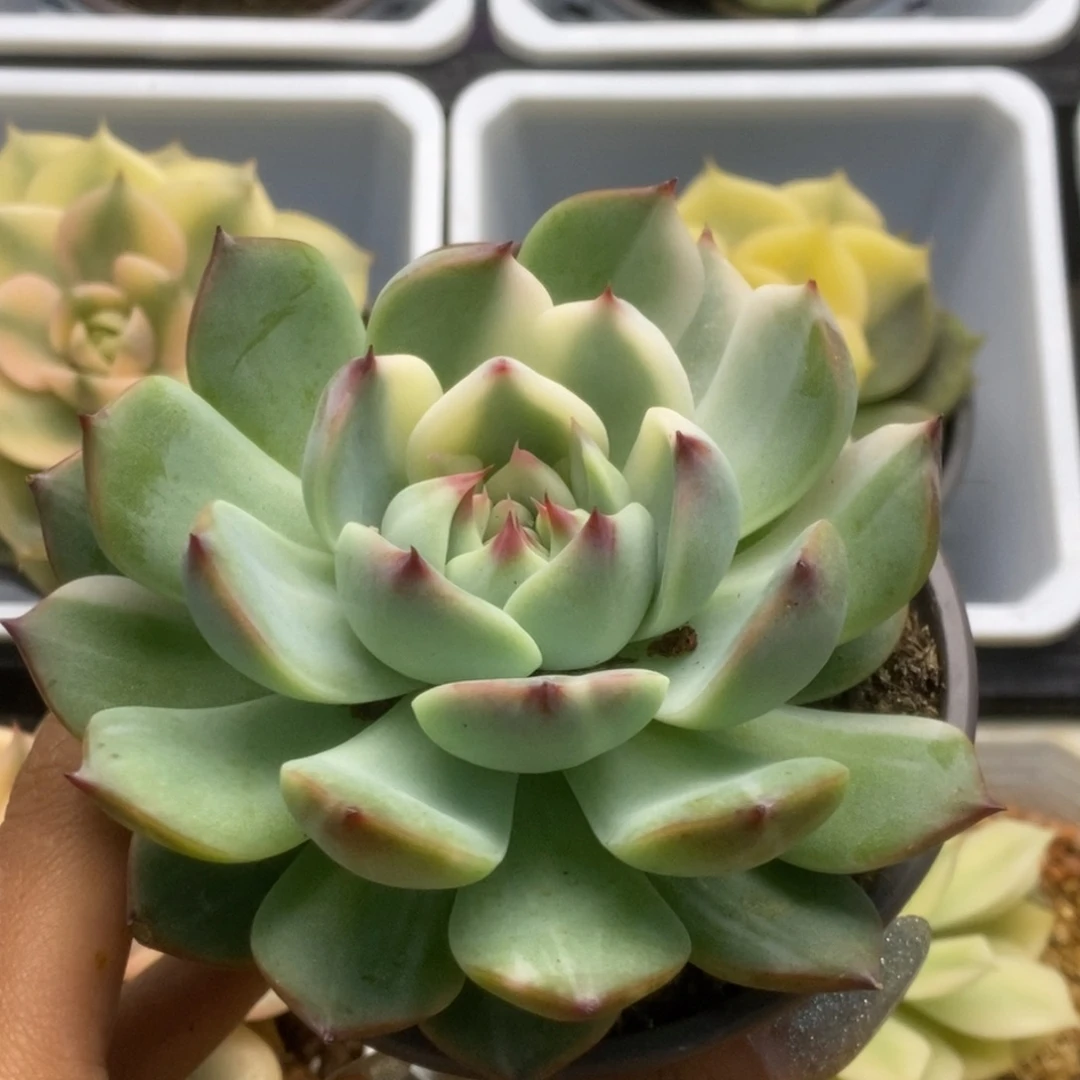 504锦锦锦锦锦锦锦