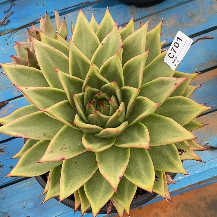 若如东云单拍C701