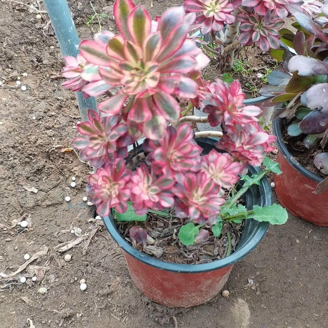 香奈儿多肉法师多肉法师45