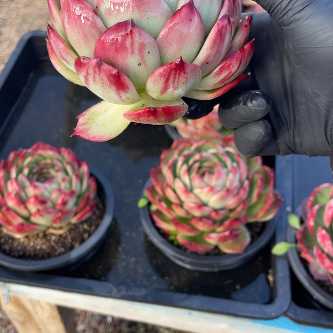 惊鸿仙子冠服12左右