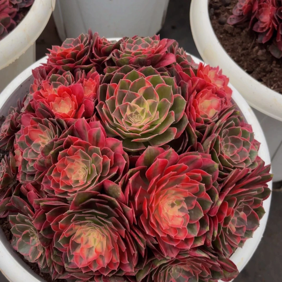 小***桃黑魔锦多肉植物一颗