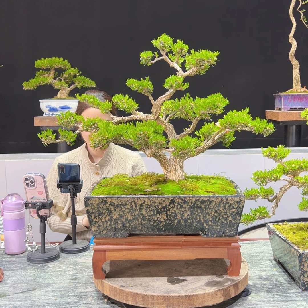 四季常青老桩黄杨盆景y*x