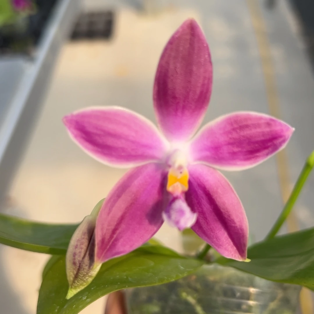 完全开放2.5寸杯BKH2334