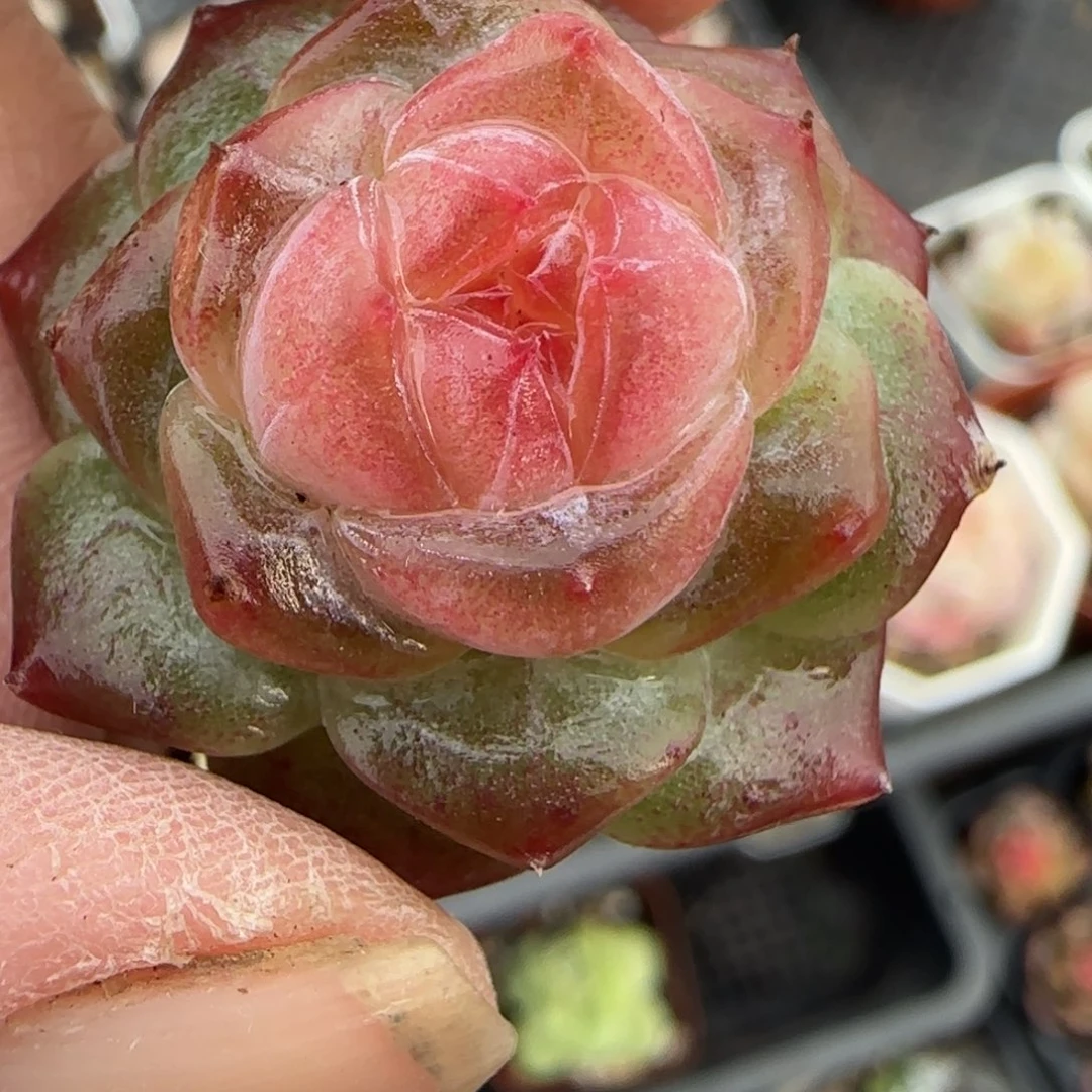 小卡拉米糖心一物一拍