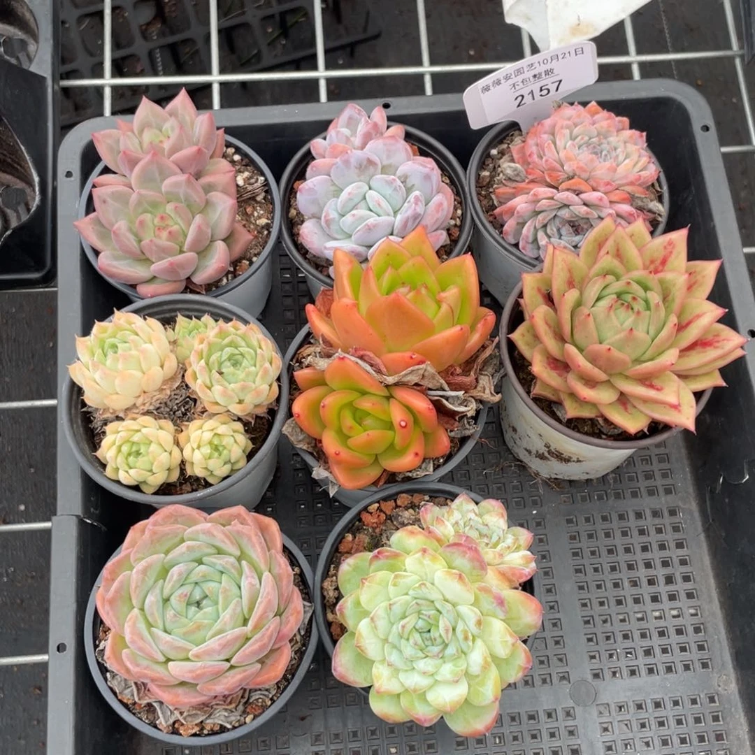 不包整散 盆子不售后2157