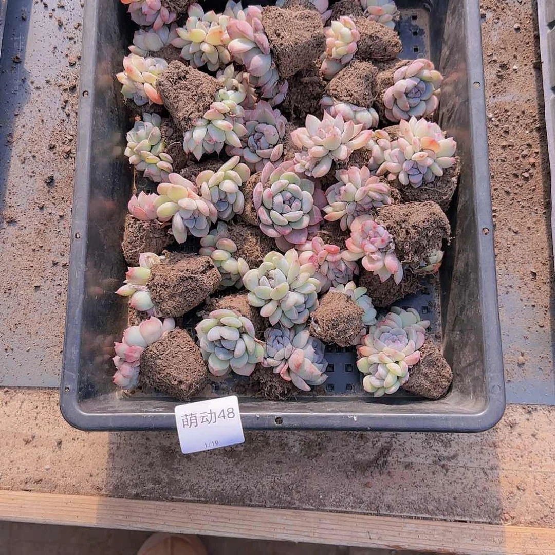 直播一物一拍多肉48