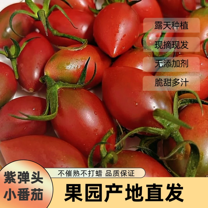 福建正宗紫弹头迷彩小番茄新鲜圣女果番茄当季水果现摘孕妇水果