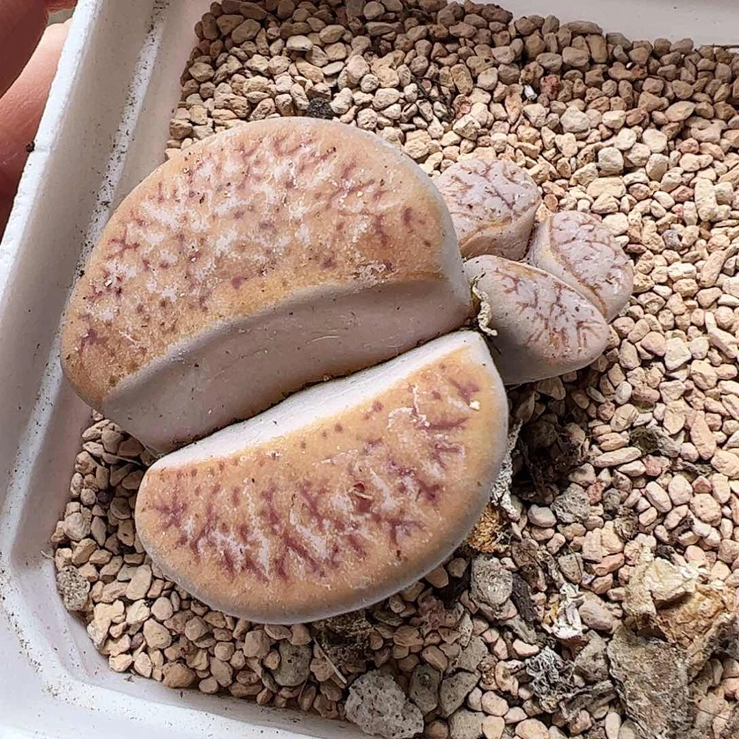 无花朵拿铁多肉植物馆………………带盆发