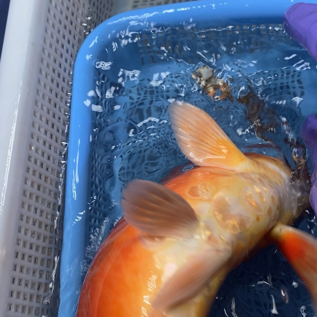 锦鲤冷水锦鲤包邮