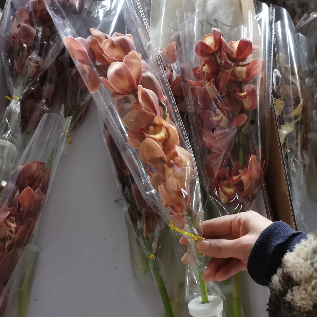 蕙兰合集 西藏买花云南直发 温度0下请拍保温棉否则冻坏不售后