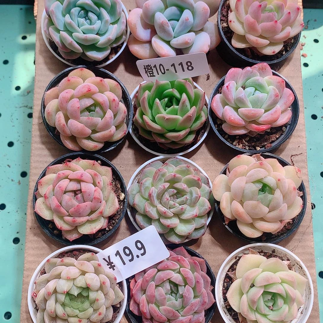 10-118一物一拍带盆18颗