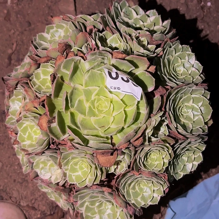 053万花筒多肉植物