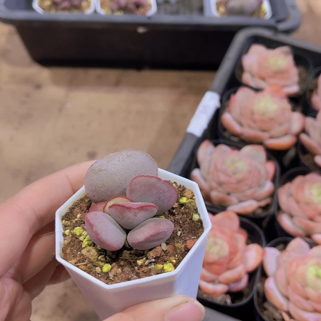 懵****⑧红蛋水泡多肉植物