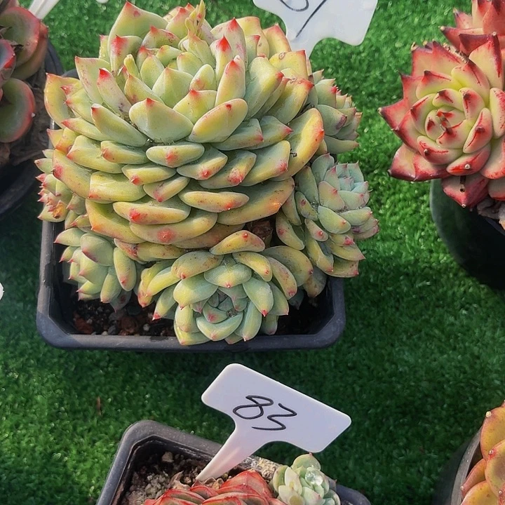 暮***雨丽娟花卉白拉糖多头