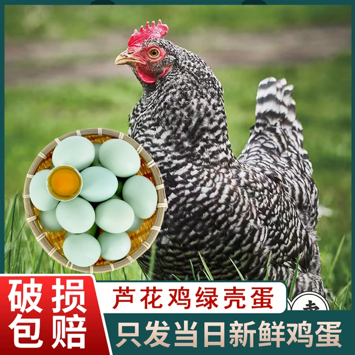 【开播福利】放养新鲜芦花鸡绿壳土鸡蛋40枚现捡现发 坏损包赔