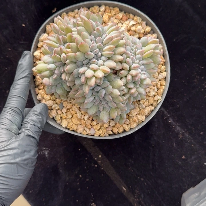 萍***萍12厘米左右一物一拍的
