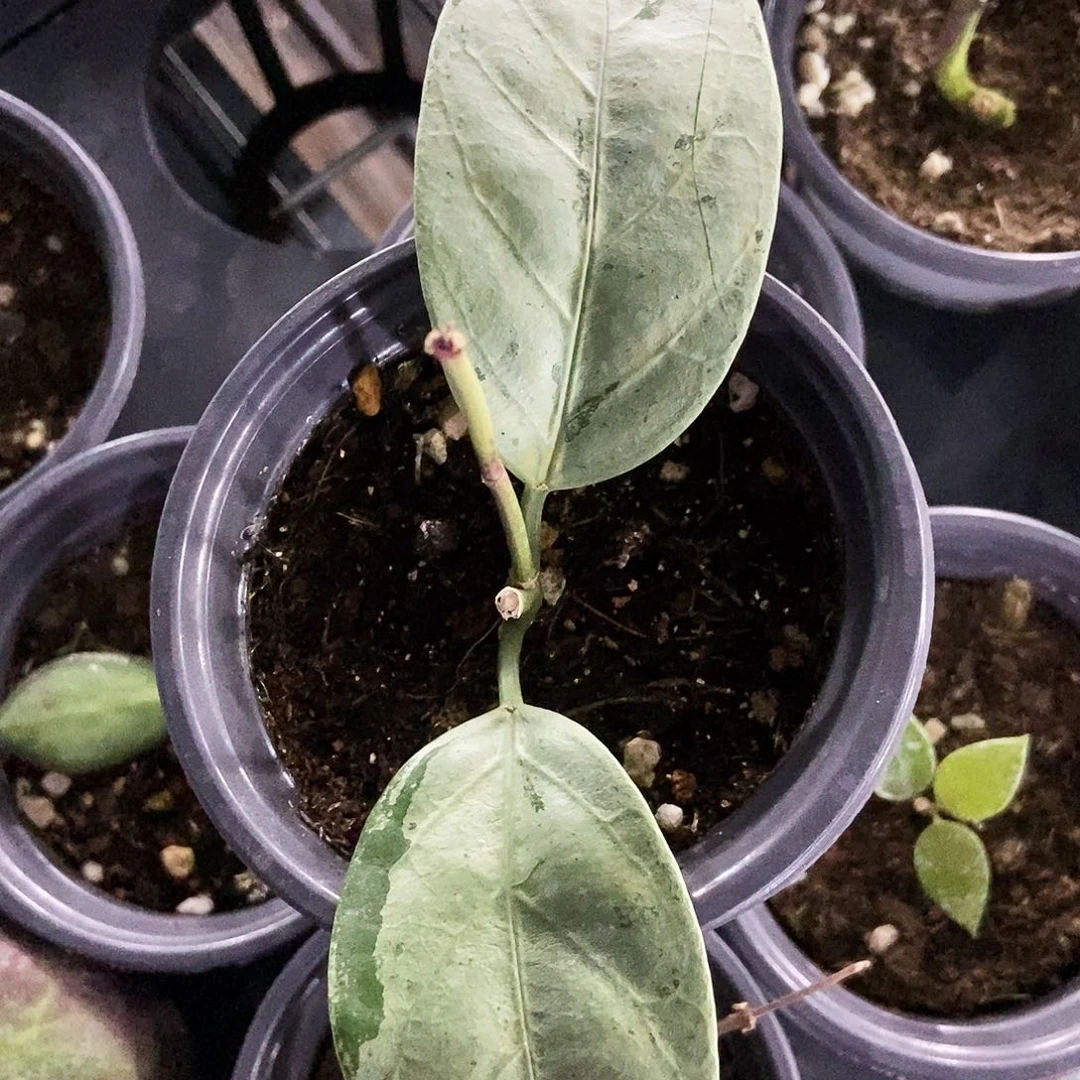 完全开放全银革叶