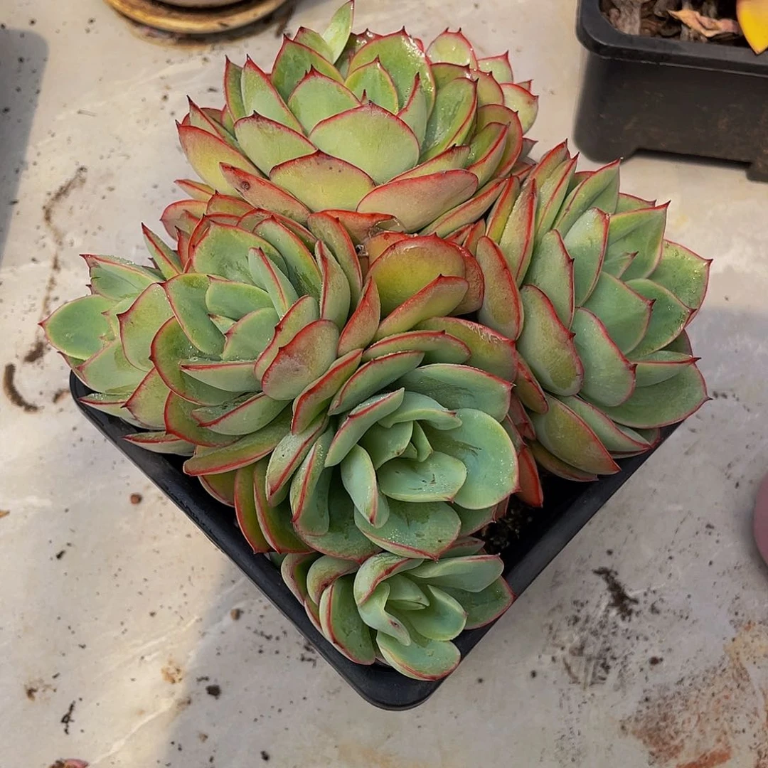 蝶*牡丹停多肉植物群