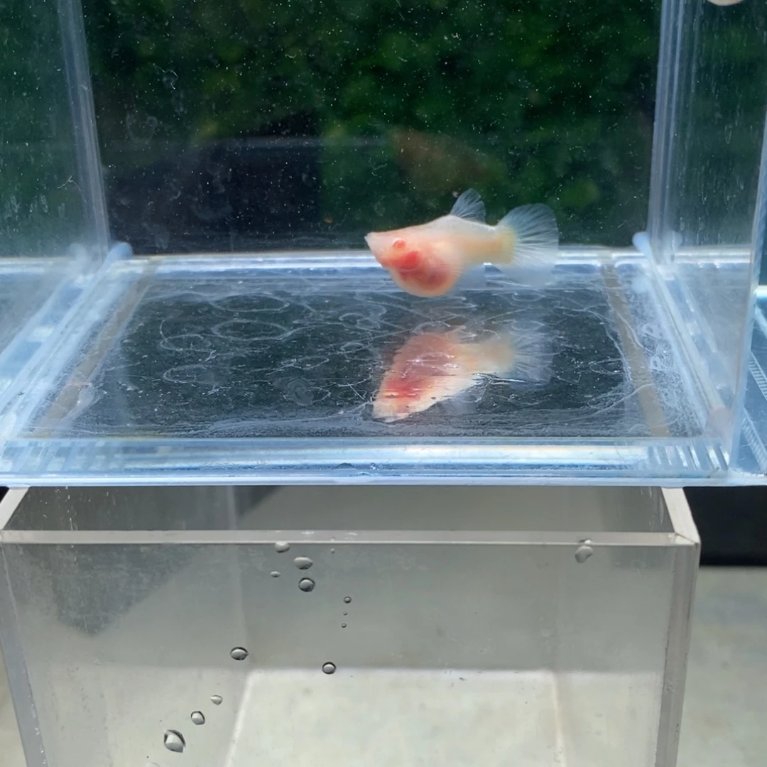 孔雀鱼黄金玻璃猫白字球体一对