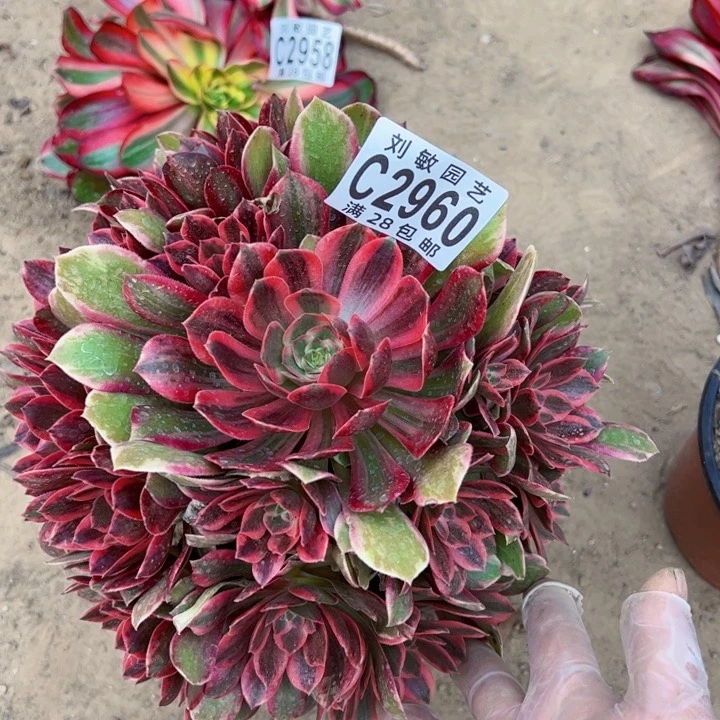 浣纱多肉植物法师2960