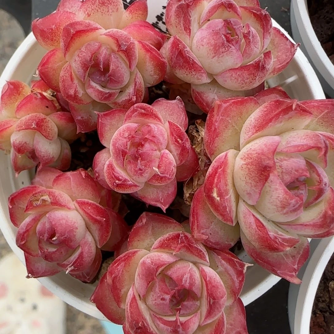 花语逸镜0215-233叶伤