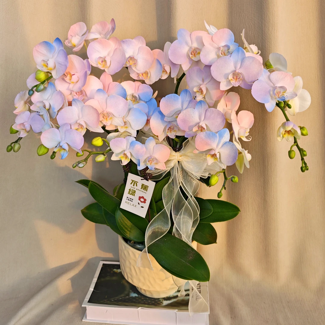 [彩虹极光]蝴蝶兰马克龙稀有色系 稀缺植物提取艺术喷色花卉