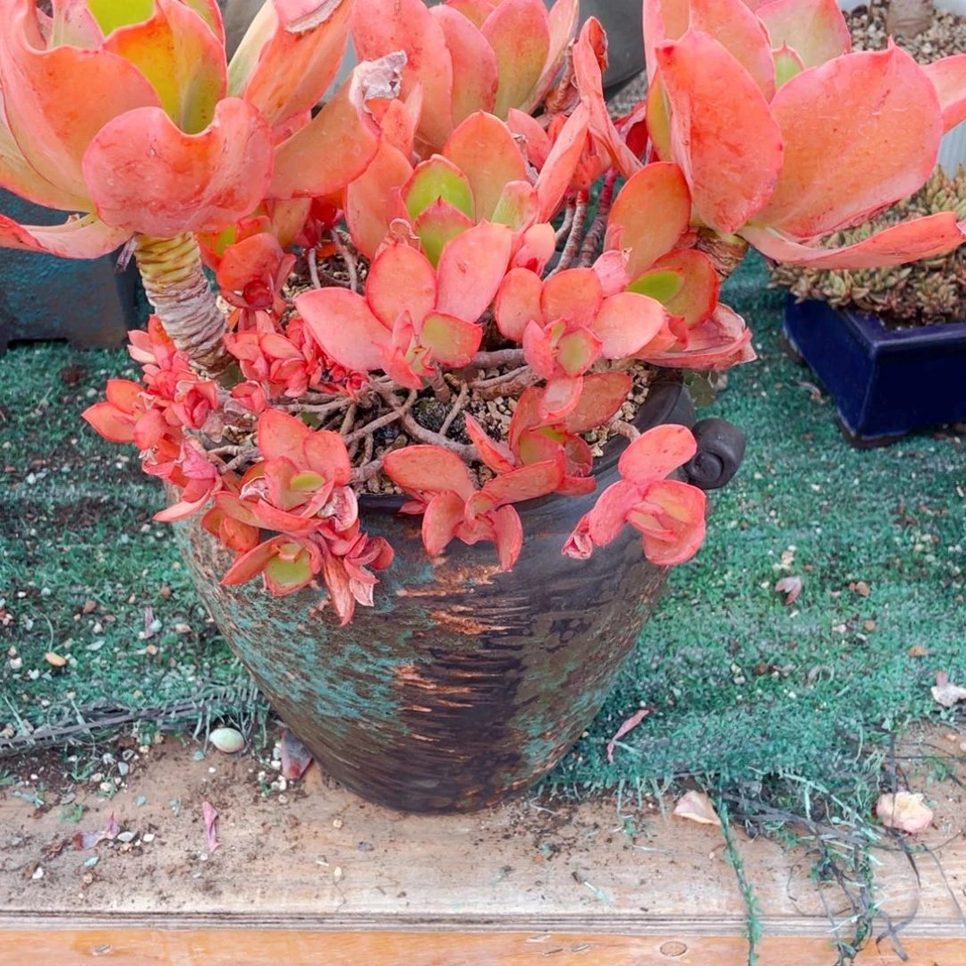 五***熟怕比斯玫瑰和粗杆子天空之城群快递包邮