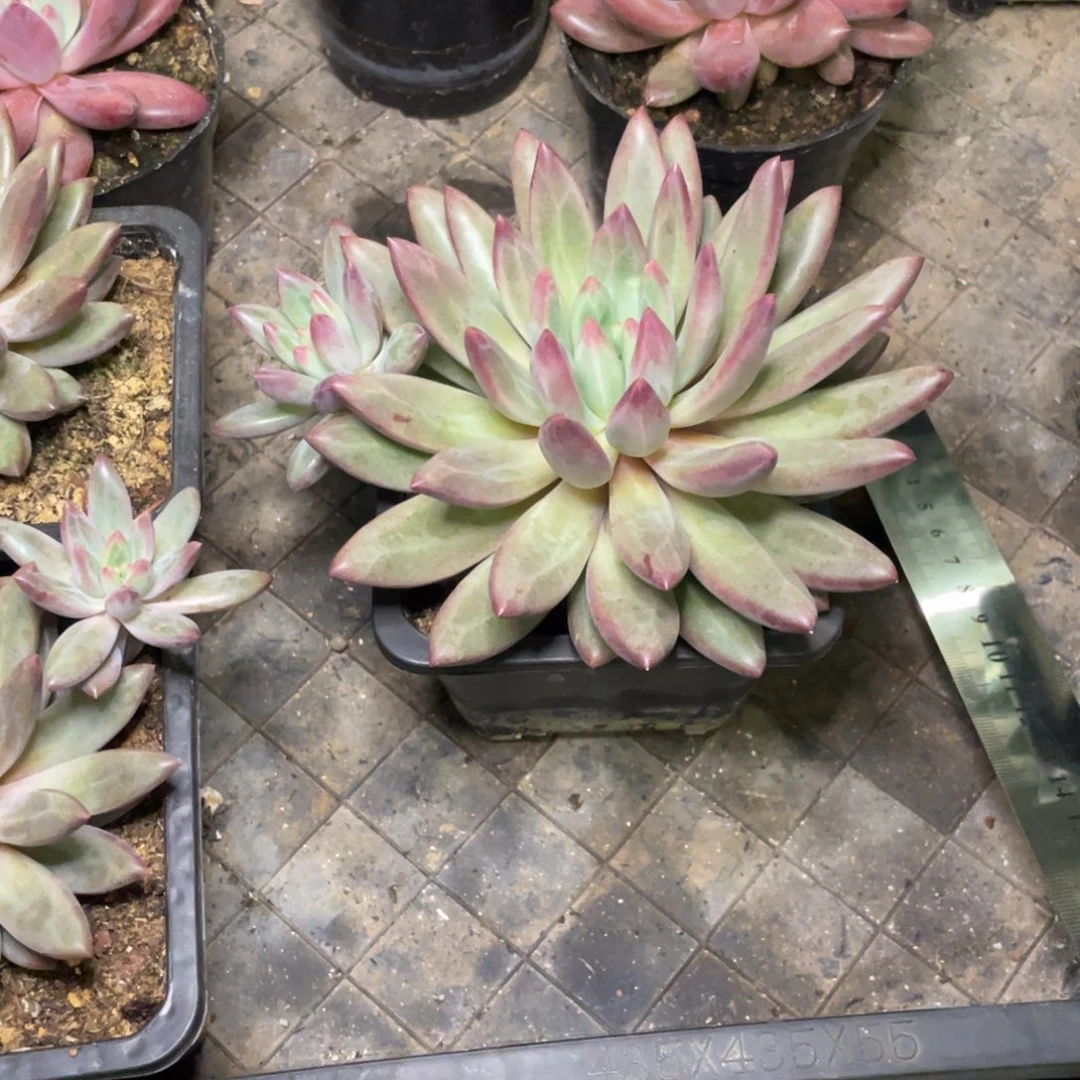 酷***多多肉植物的生长发育和生长