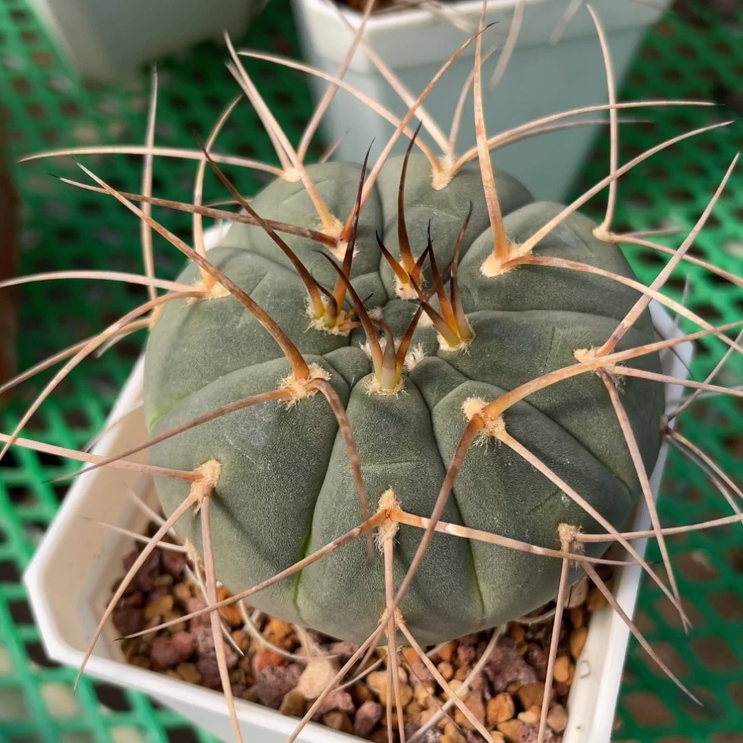 鹿角柱实生仙人球光琳