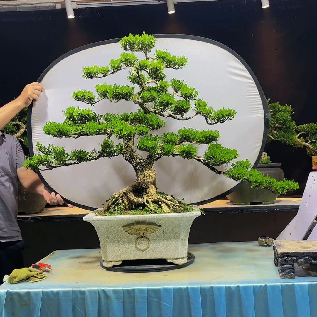 德*黄杨盆景四季常青