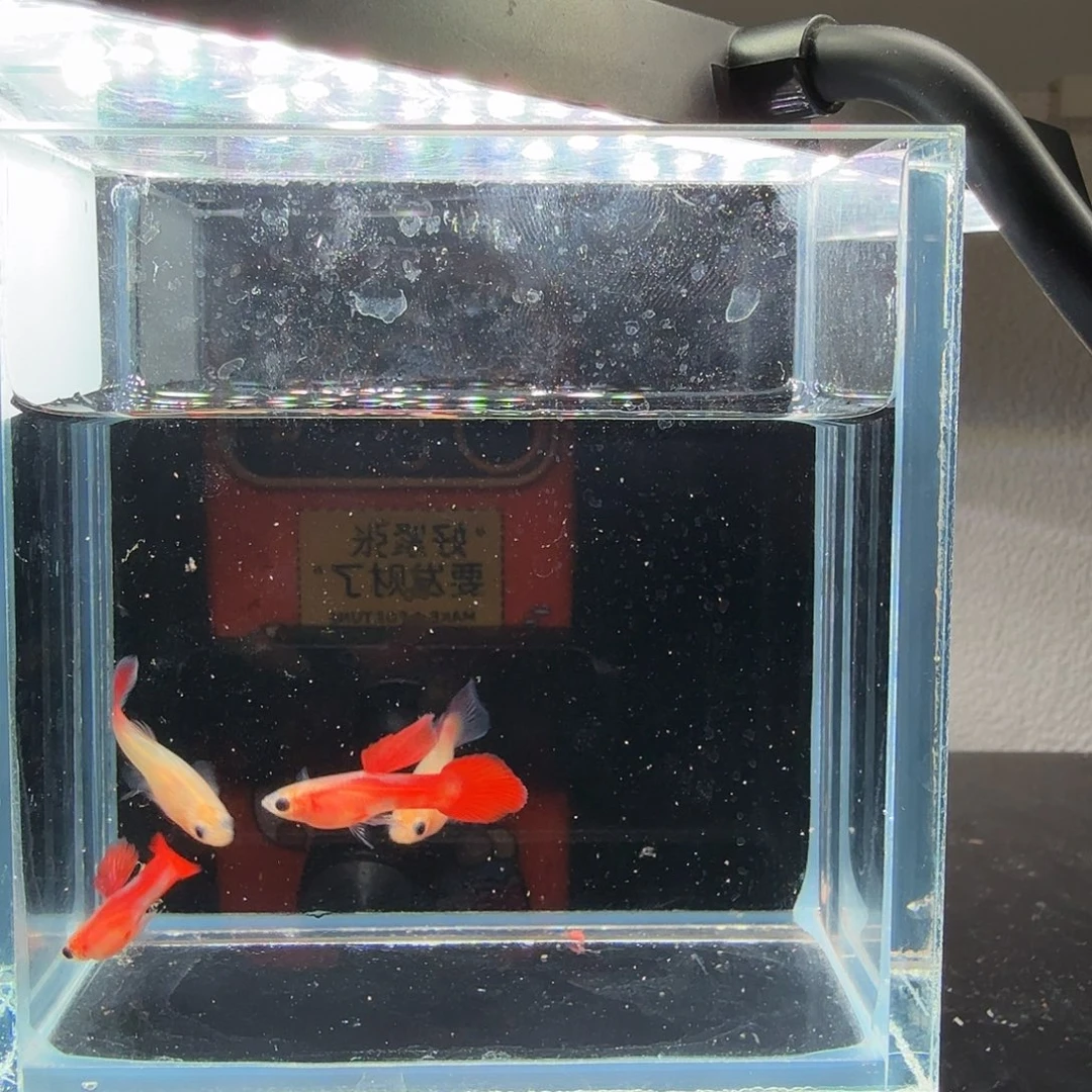 孔雀鱼玻璃猫孔雀鱼19