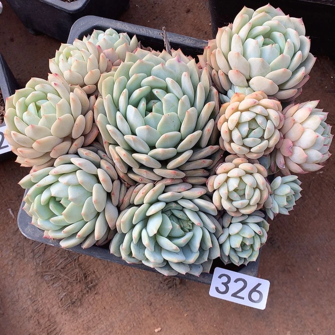 326 一物一拍多肉