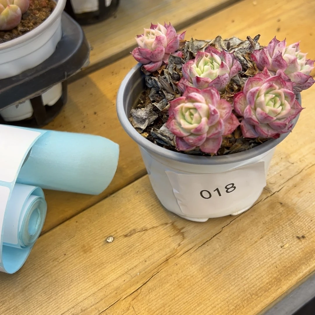 ～**～018小梅花，福利多多