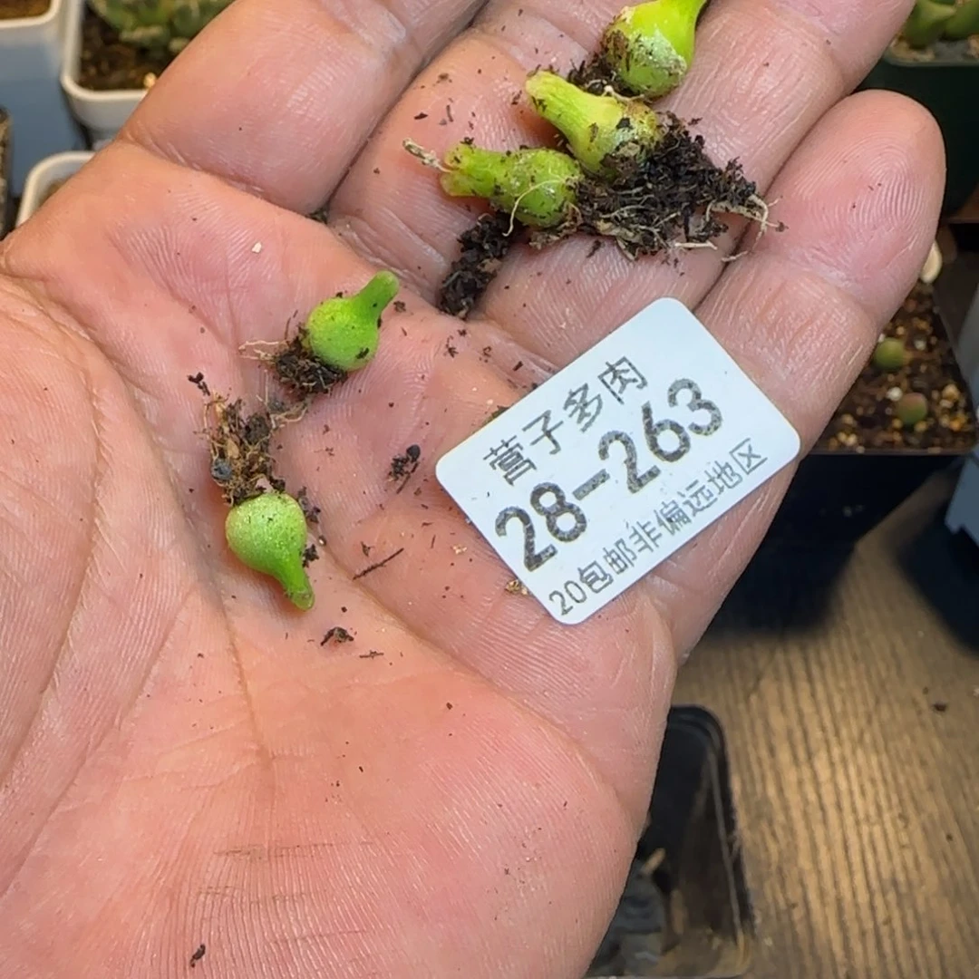 ?****！               小葫芦5颗。