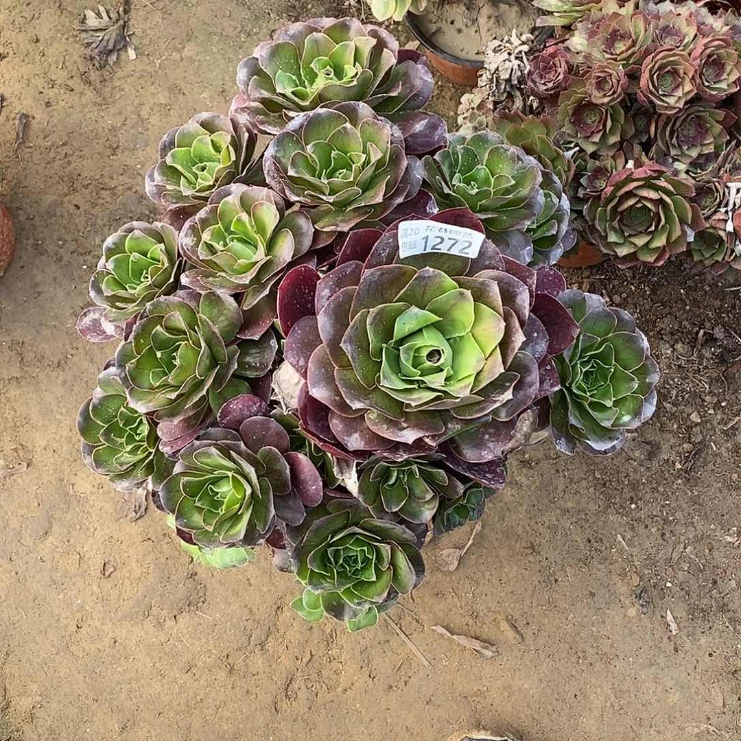 1272魅金玫瑰多肉植物