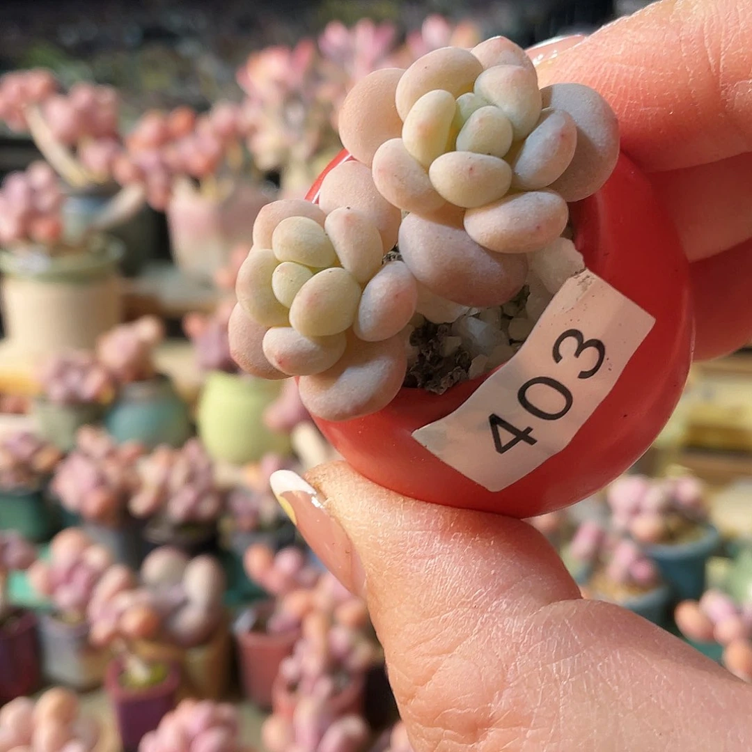 酒**子多肉植物的生长发育规律与