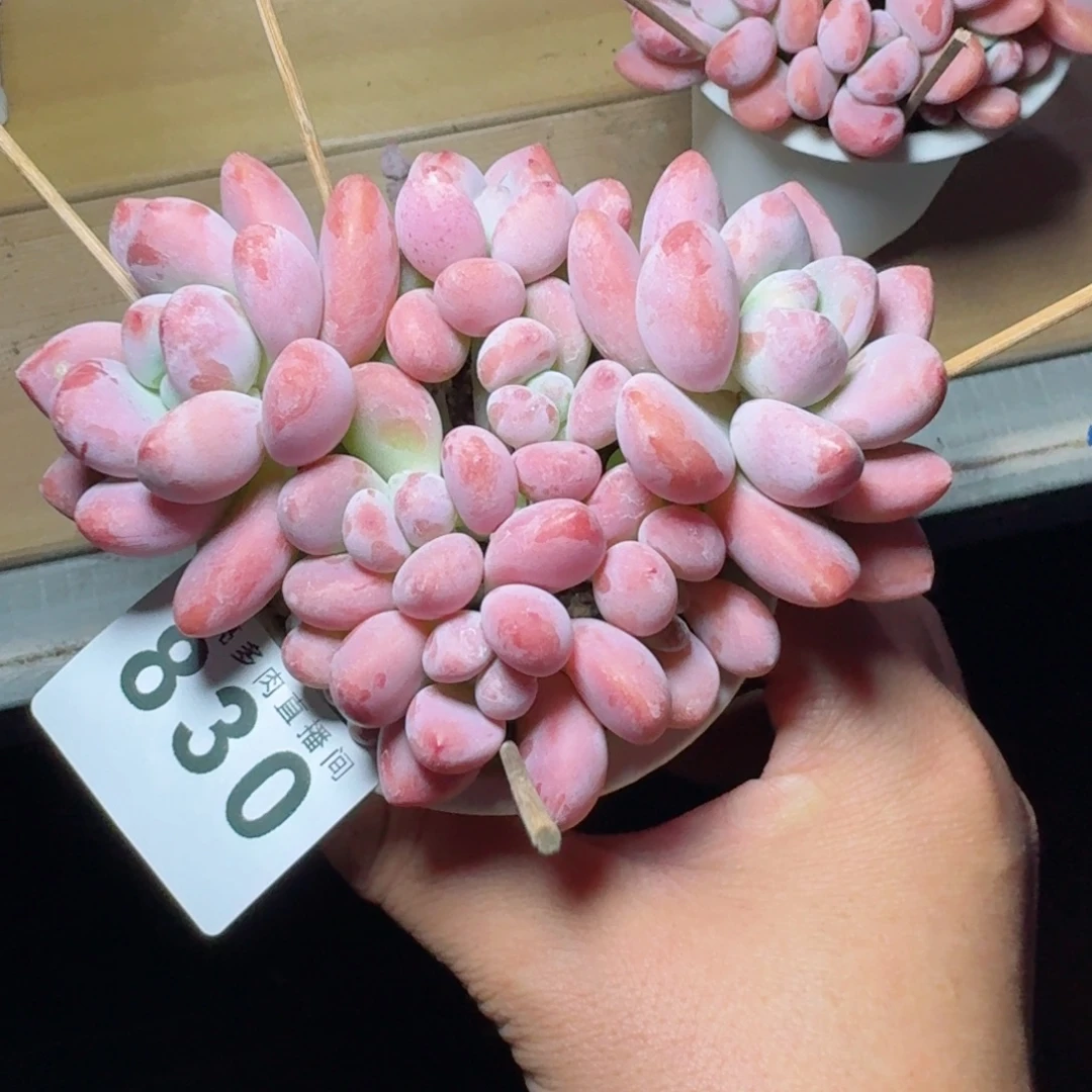 木***易洛神          摇身一变高富帅，一夜暴富动作快