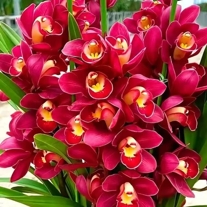四季开花兰花【大红袍8-10苗大爆盆】浓香型好养花卉精品盆栽绿植