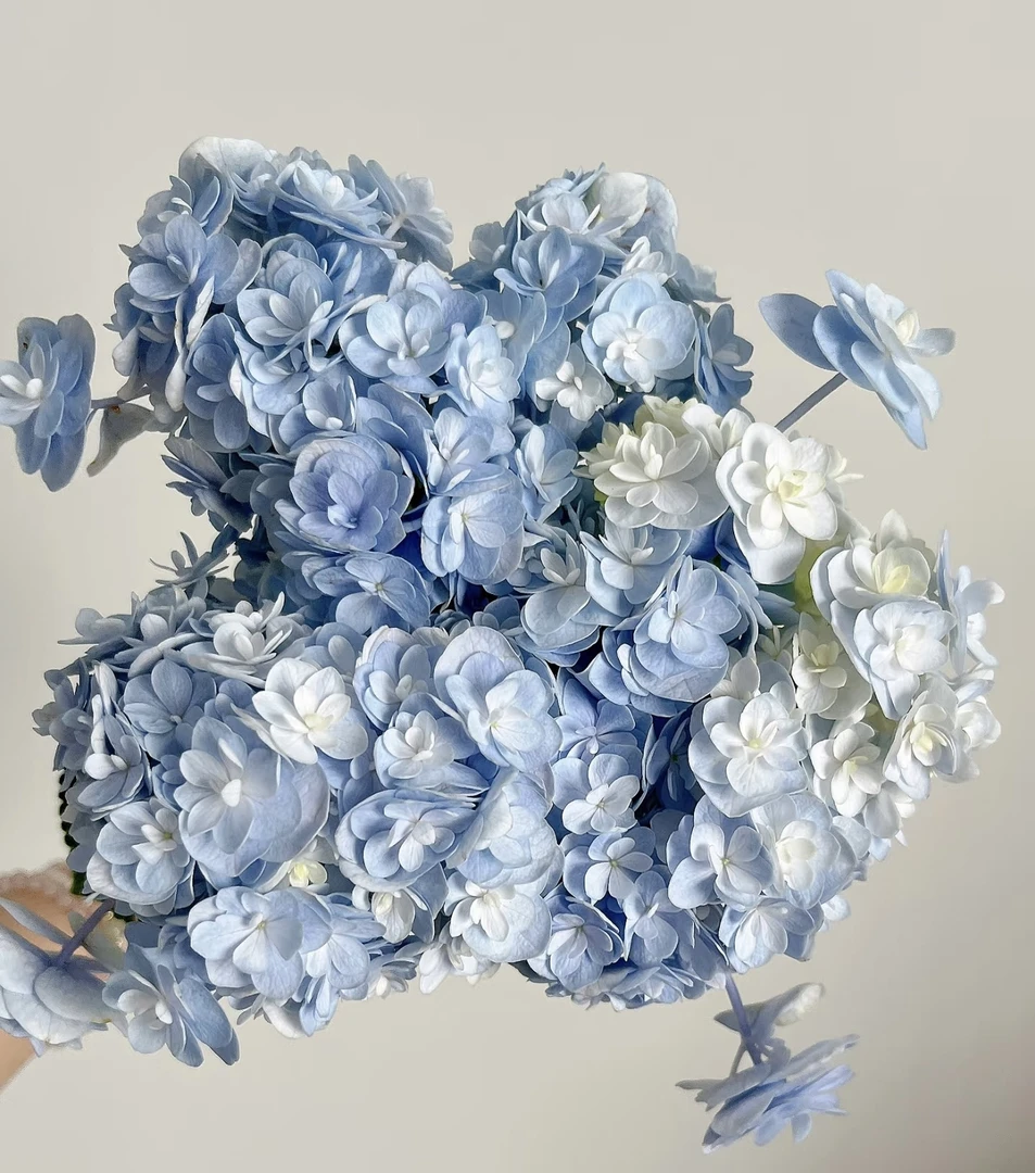 【头花绣球老桩】不带花发货云南基地直发庭院阳台新手好养绿植