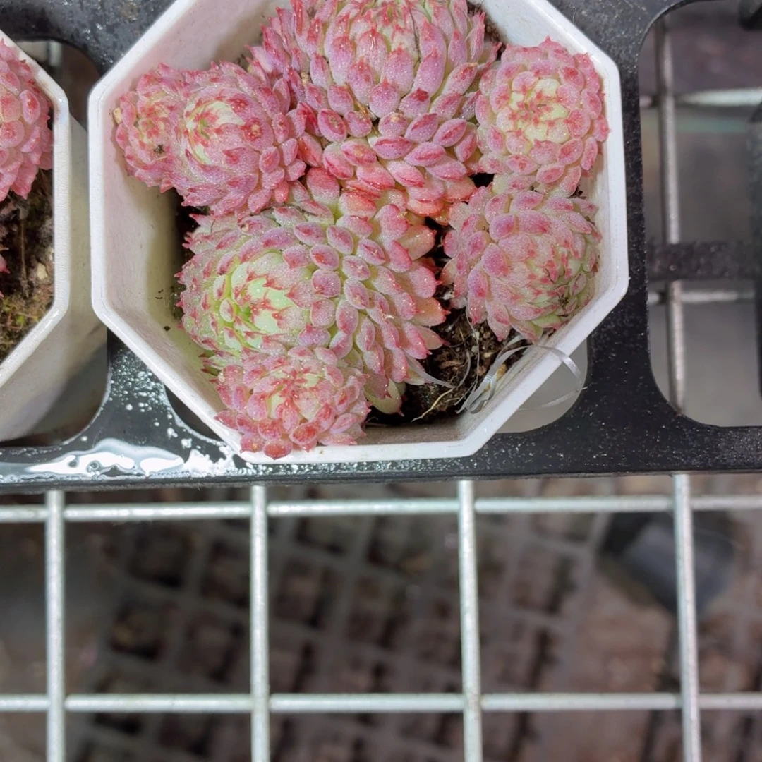 红衣多肉9.9包邮发货