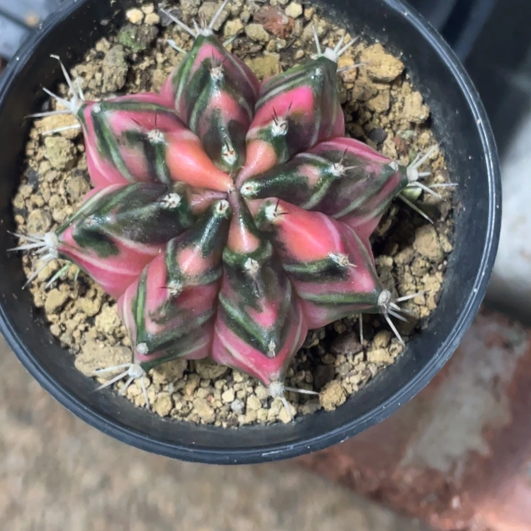 当前无花朵，栽培后可花朵粉虎斑