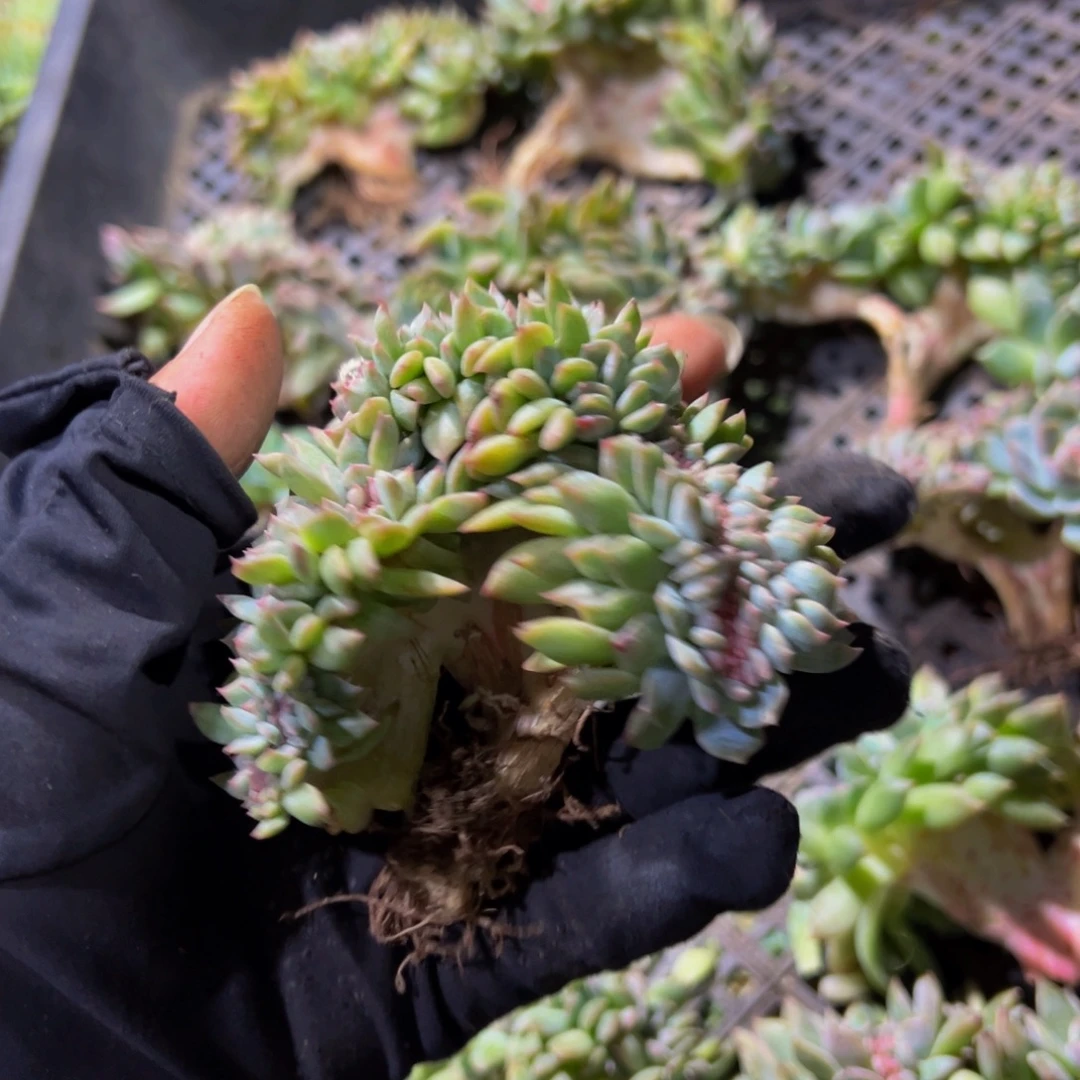 水蜜桃冰魄缀微瑕