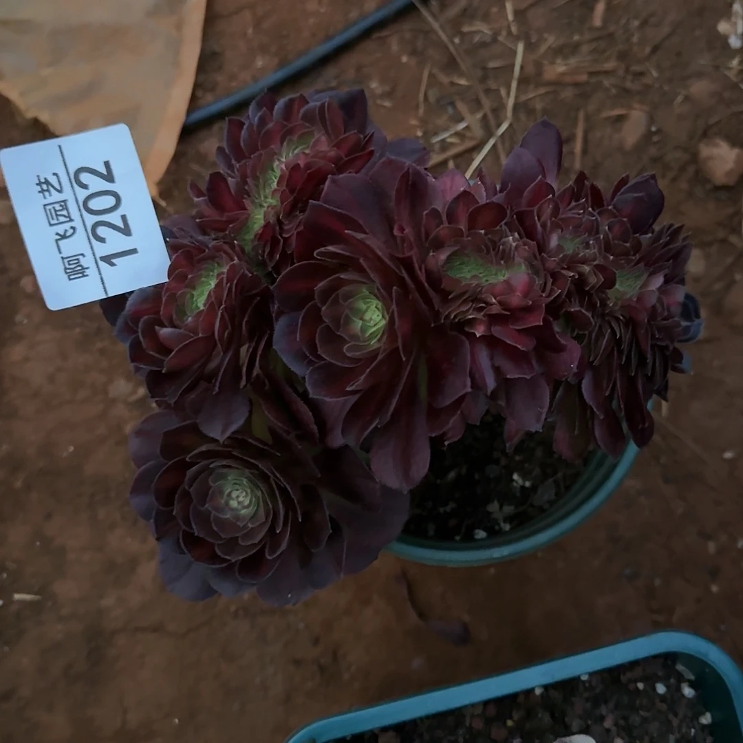 波*姐1202多肉 抹茶缀中奖