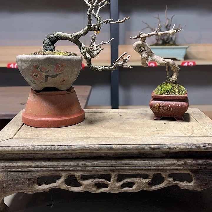 无花朵雀梅盆景老庄盆景