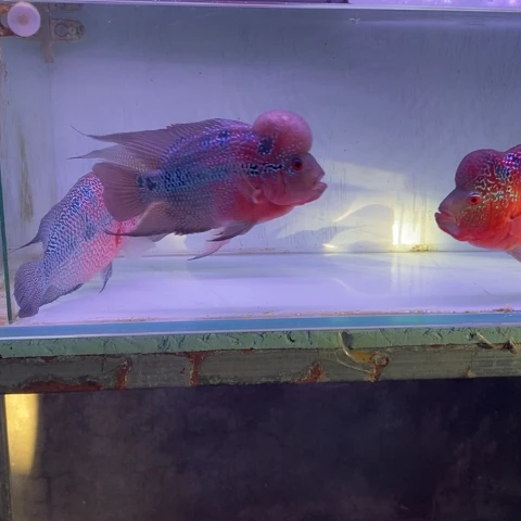 罗汉鱼鸿运罗汉一条aaa